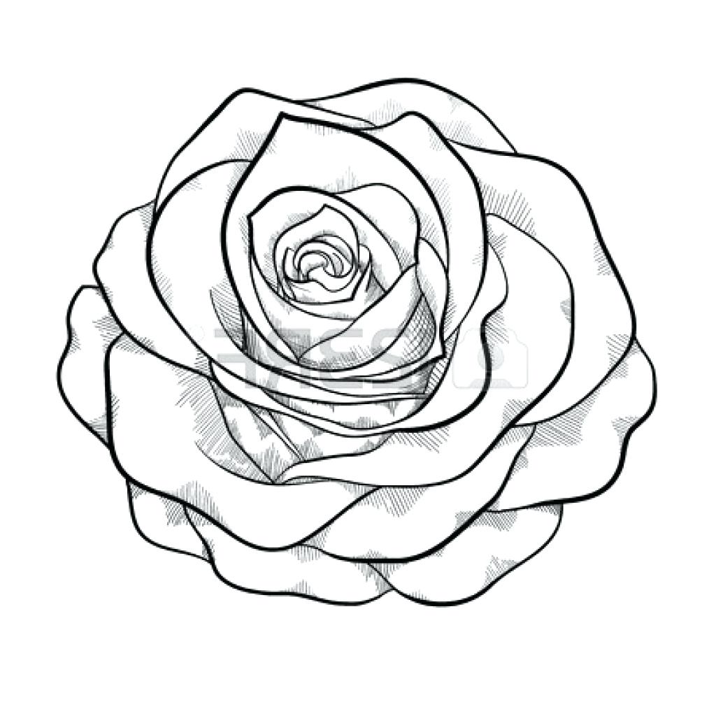 1024x1024 Rose Outline Rose Drawing Outlines Outline Kid Marvellous Roses