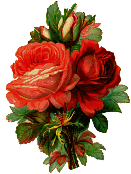 451x601 Collection Of Free Rose Drawing Old School Download On Ui Ex