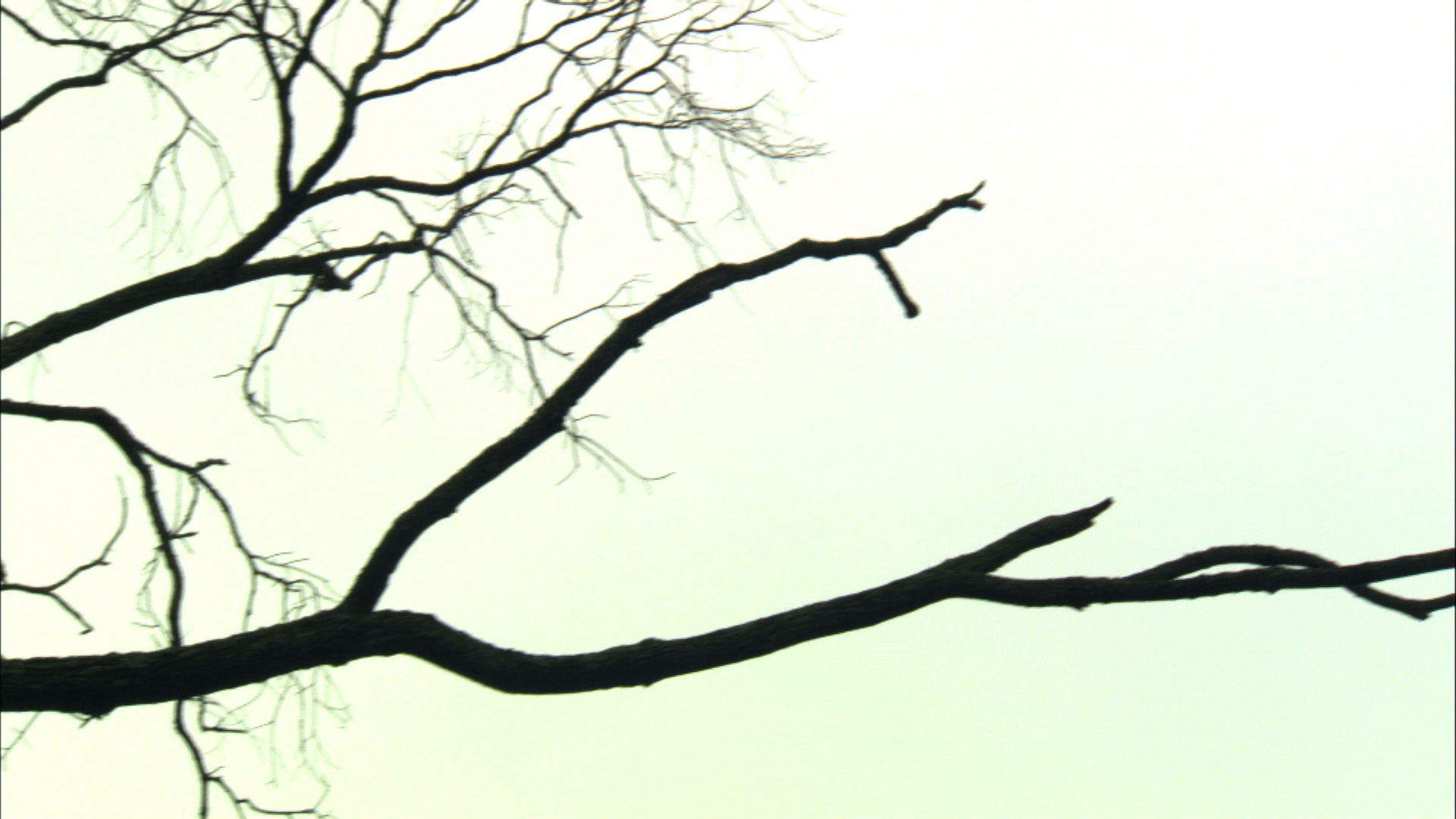 1920x1080 Old Tree In Winter Pan