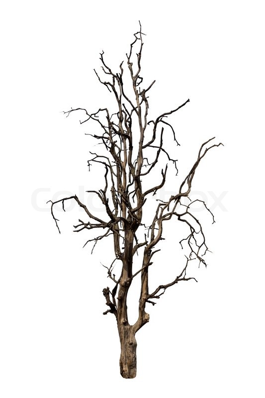 533x800 Old Tree Is Dry Stock Photo Colourbox