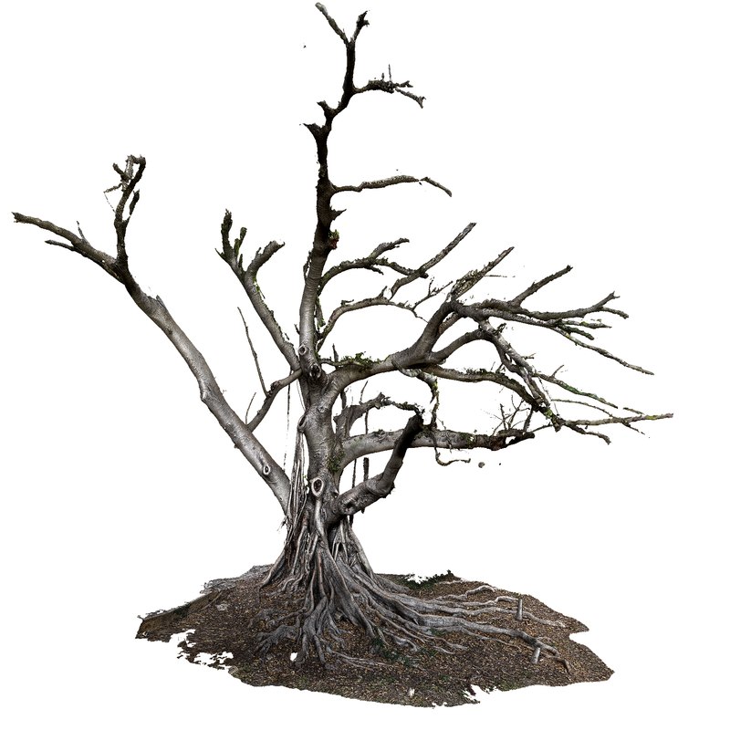 800x800 big tree old ficus model