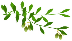300x172 Free Olive Branch Vector