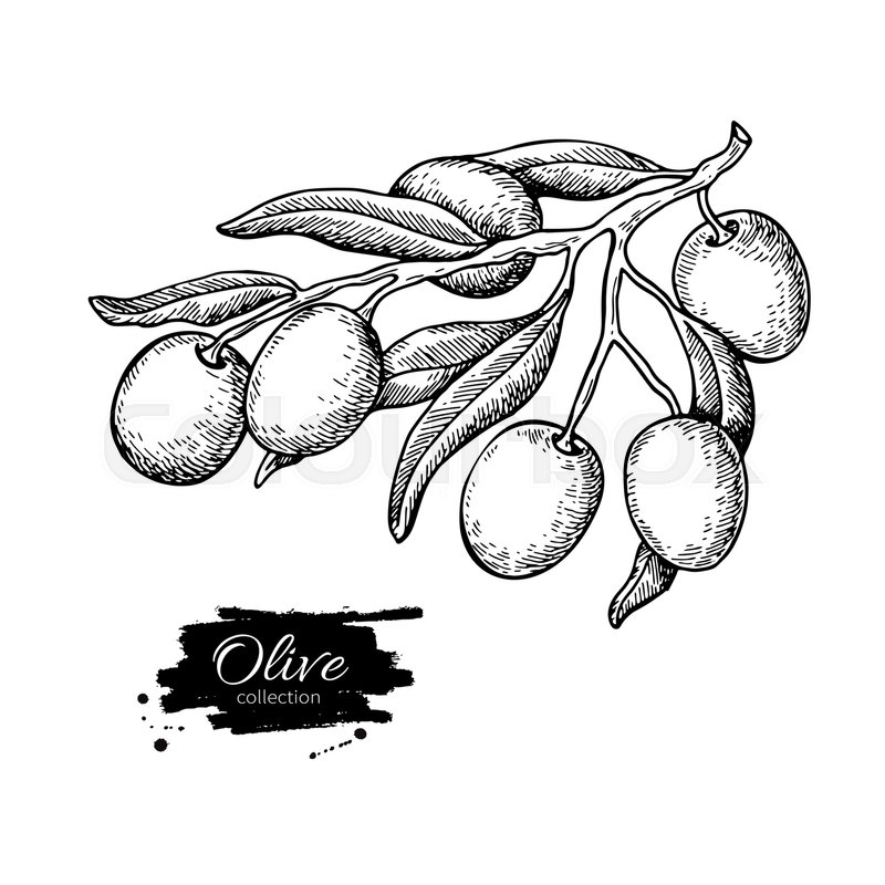 800x800 Olive Branch Hand Drawn Vector Stock Vector Colourbox