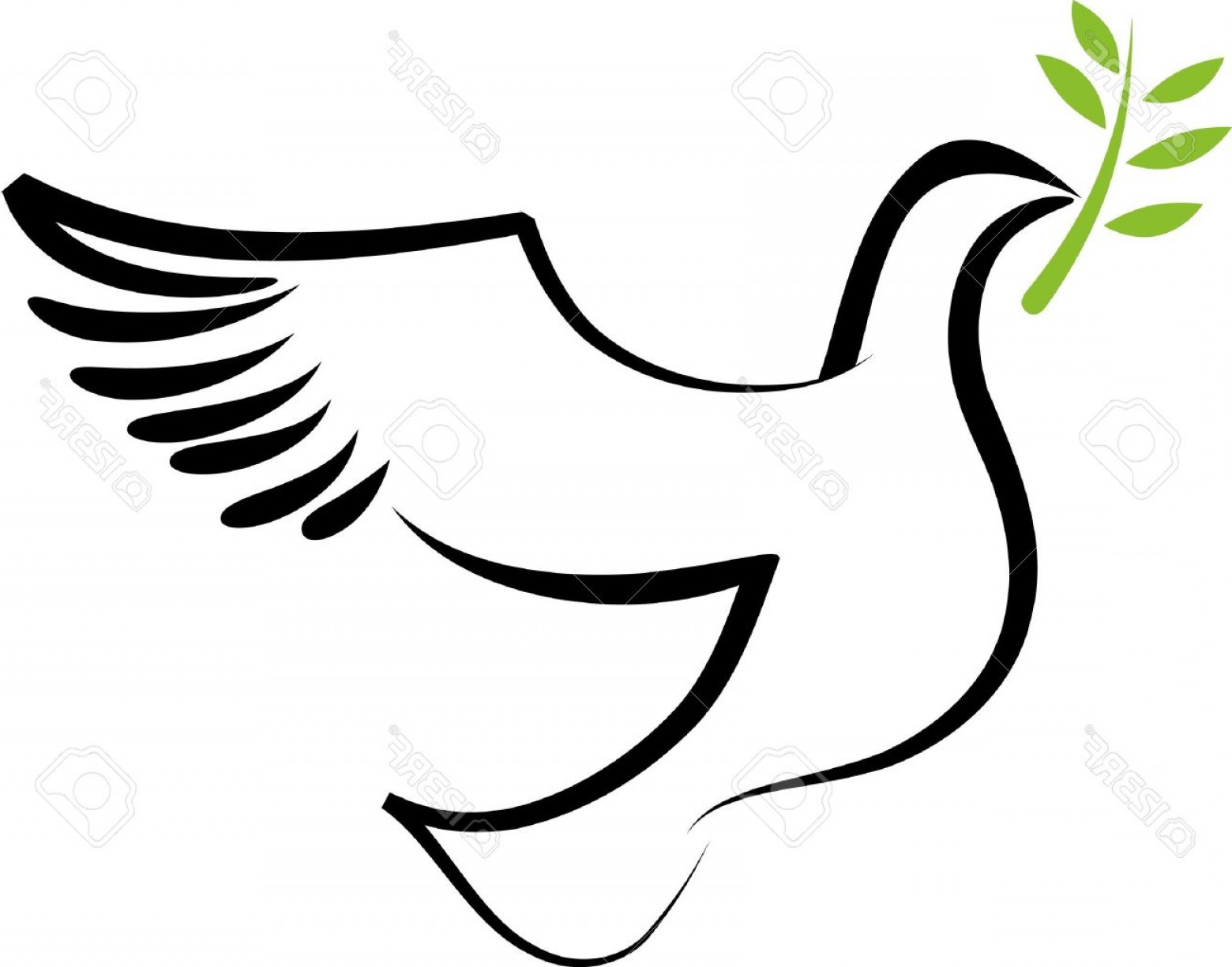 1560x1225 Photoa Free Flying White Dove With Olive Branch Soidergi