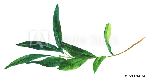 500x271 Watercolor Drawing Of Green Olive Branch, Isolated On White