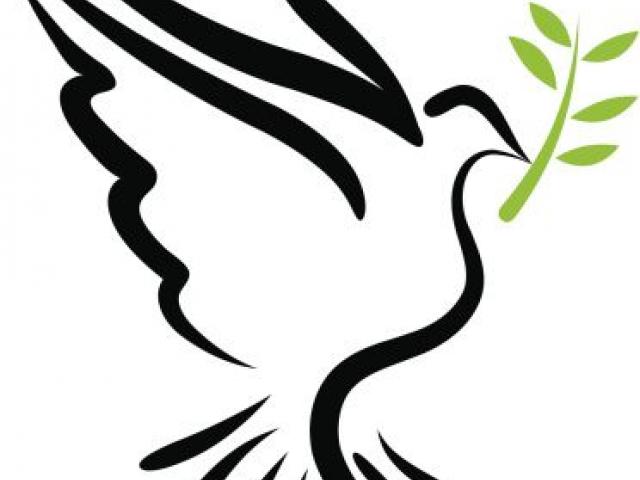 640x480 Drawn Dove Olive Branch Drawing