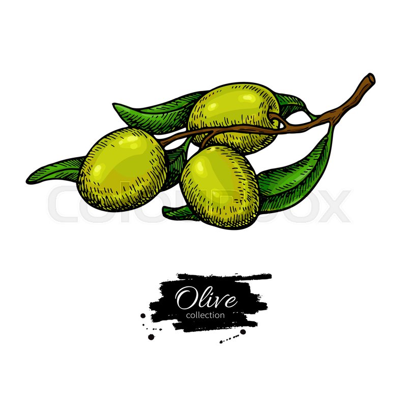 800x800 Olive Branch Hand Drawn Vector Stock Vector Colourbox
