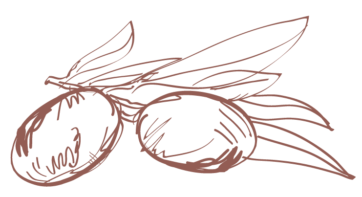 741x403 olives drawing olive line frames illustrations hd images