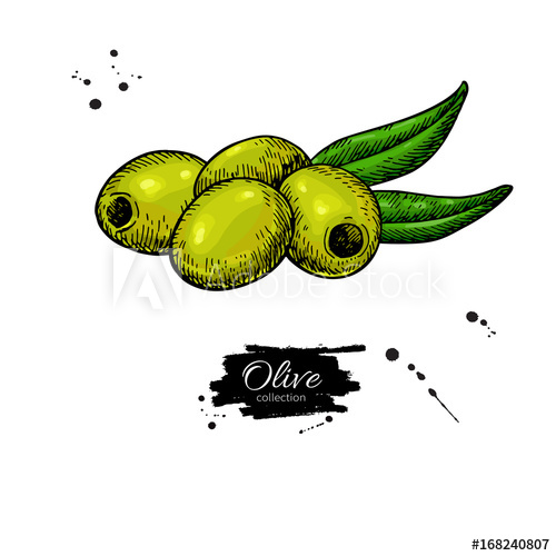 500x500 Pitted Olive With Leaves Hand Drawn Vector Illustration Isolated