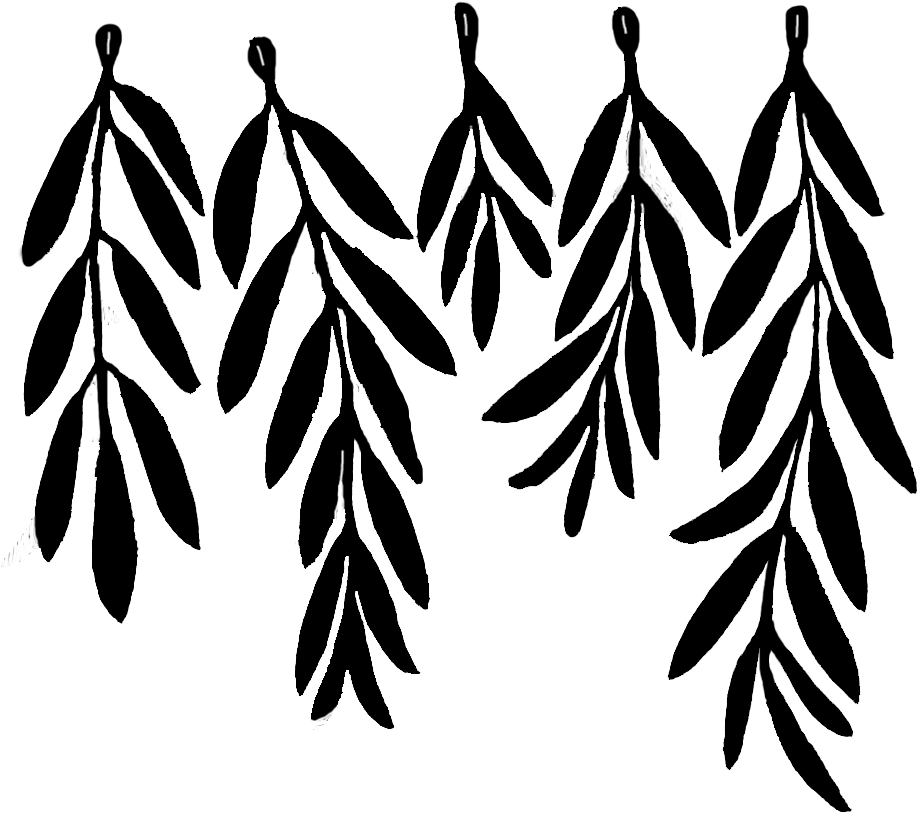 917x813 Hd Olive Leaf Drawing Png Download