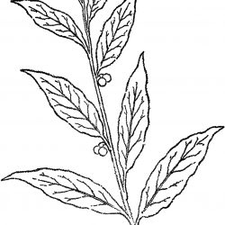 250x250 olive branch drawing tree vectors birch art template carmi chaelinn