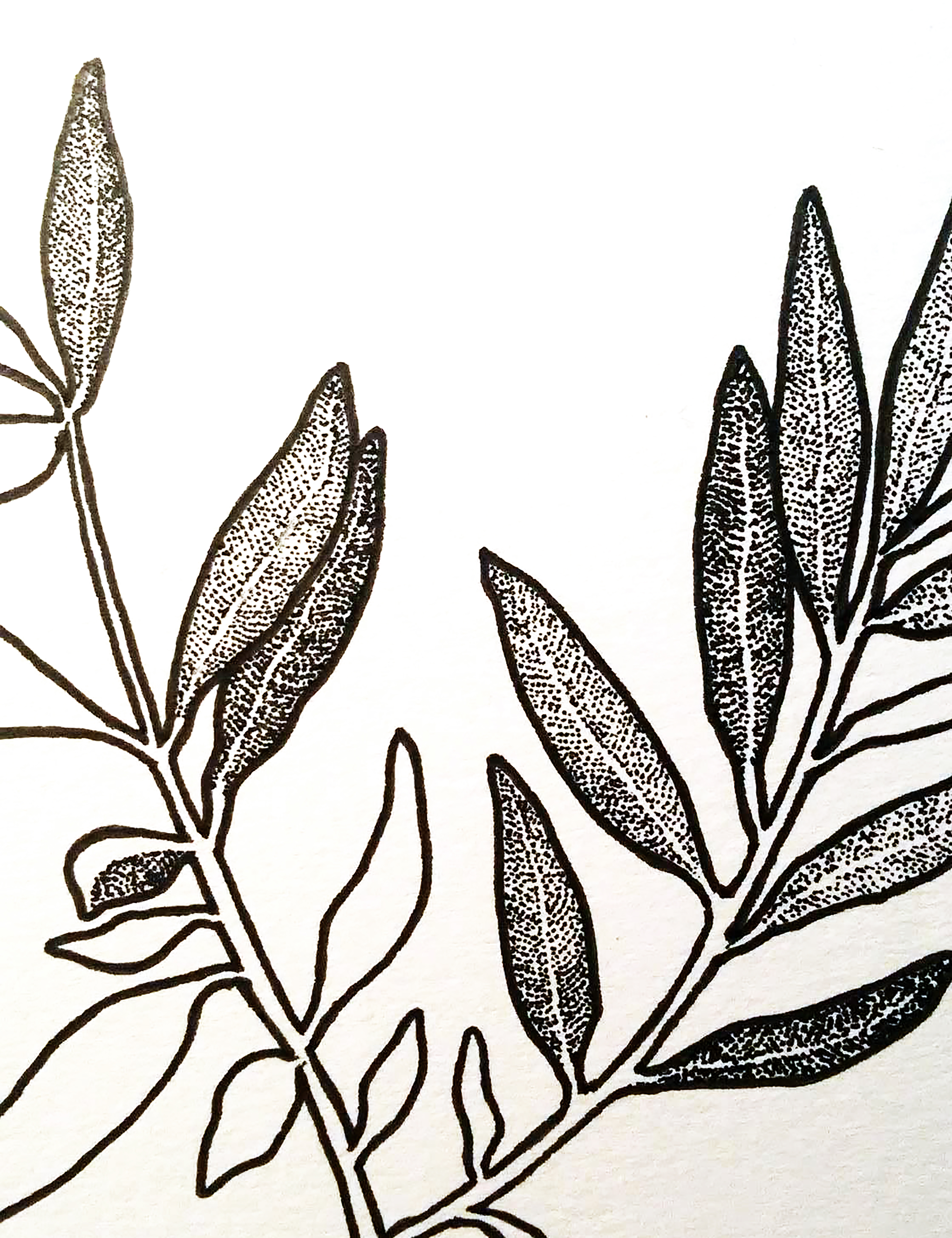 4663x6066 Olive Leaf Drawing