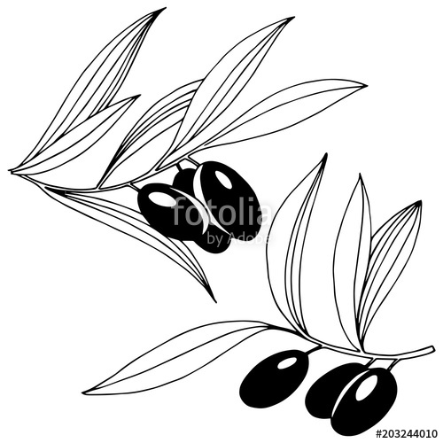 500x500 olive tree in a vector style isolated olive tree in a vector
