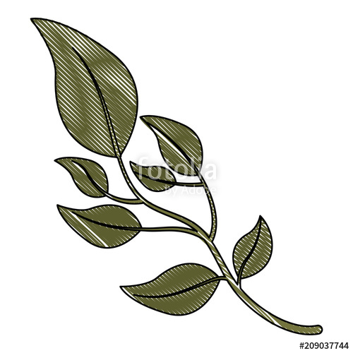 500x500 Olive Branch Natural Botanical Image Vector Illustration Drawing