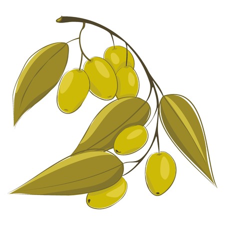450x450 Hand Drawing Olive Branch Vector Illustration, Logo, Sign