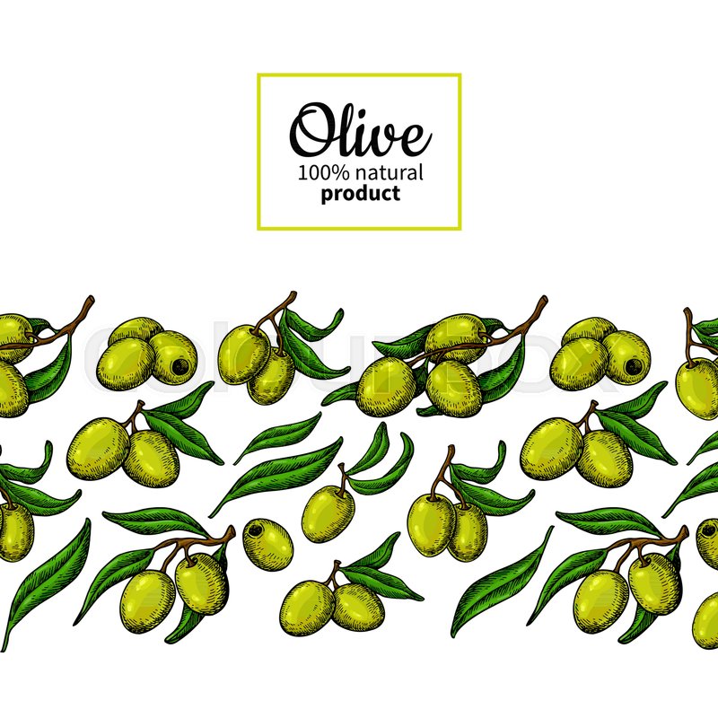 800x800 Olive Oil Label Hand Drawn Vector Stock Vector Colourbox