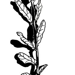 250x250 Olive Branch Botanical Drawing Broken Berry Executive Building