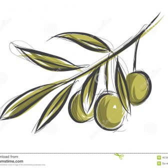 336x336 olive branch drawing tree vectors birch art template carmi chaelinn