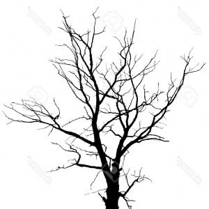 300x300 Olive Tree No Leaves On White Soidergi