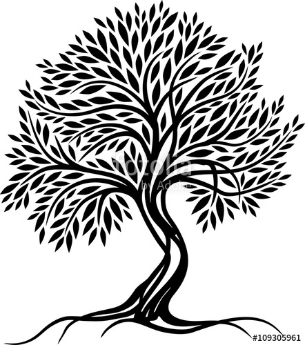 442x500 Olive Tree Stock Image And Royalty Free Vector On Fotolia