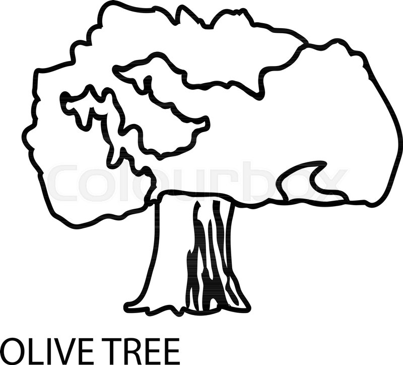 800x724 Olive Tree Icon Outline Illustration Stock Vector Colourbox