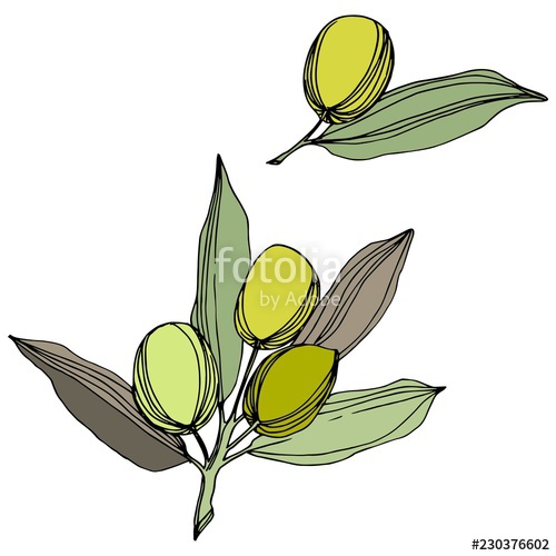 500x500 Olive Tree In A Vector Style Isolated Green Engraved Ink Art