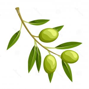 300x300 Photovector Drawing Sketch Of Olive Tree Branch Soidergi