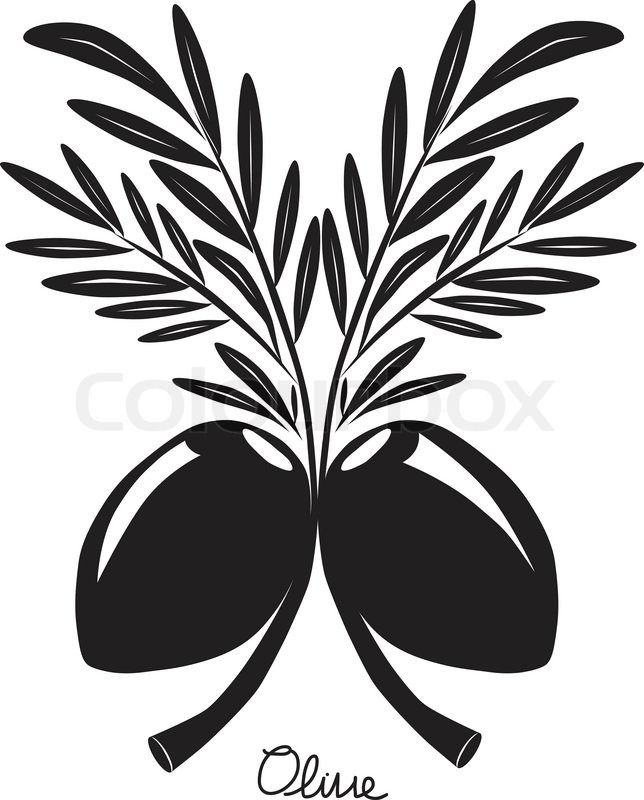 644x800 Vector Drawing Sketch Of Olive Tree Branch Vector Colourbox