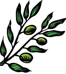 211x239 Olive Tree