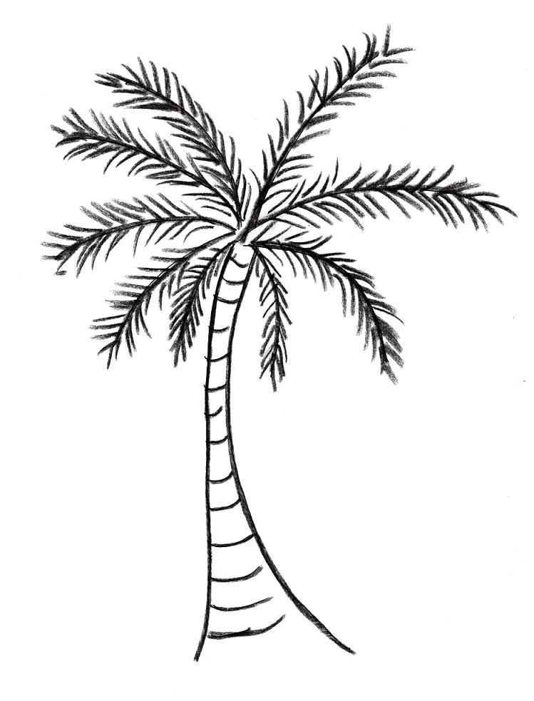 749x984 Coloring Pages Olive Tree Best Of Simple Drawing A Tree Coloring