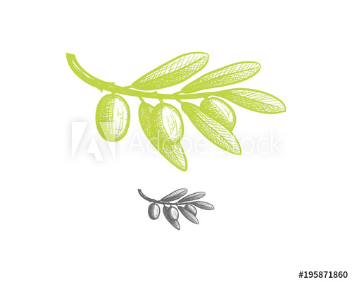 500x400 Green Olive Fruits Tree Branch Hand Drawing Sign Symbol Logo
