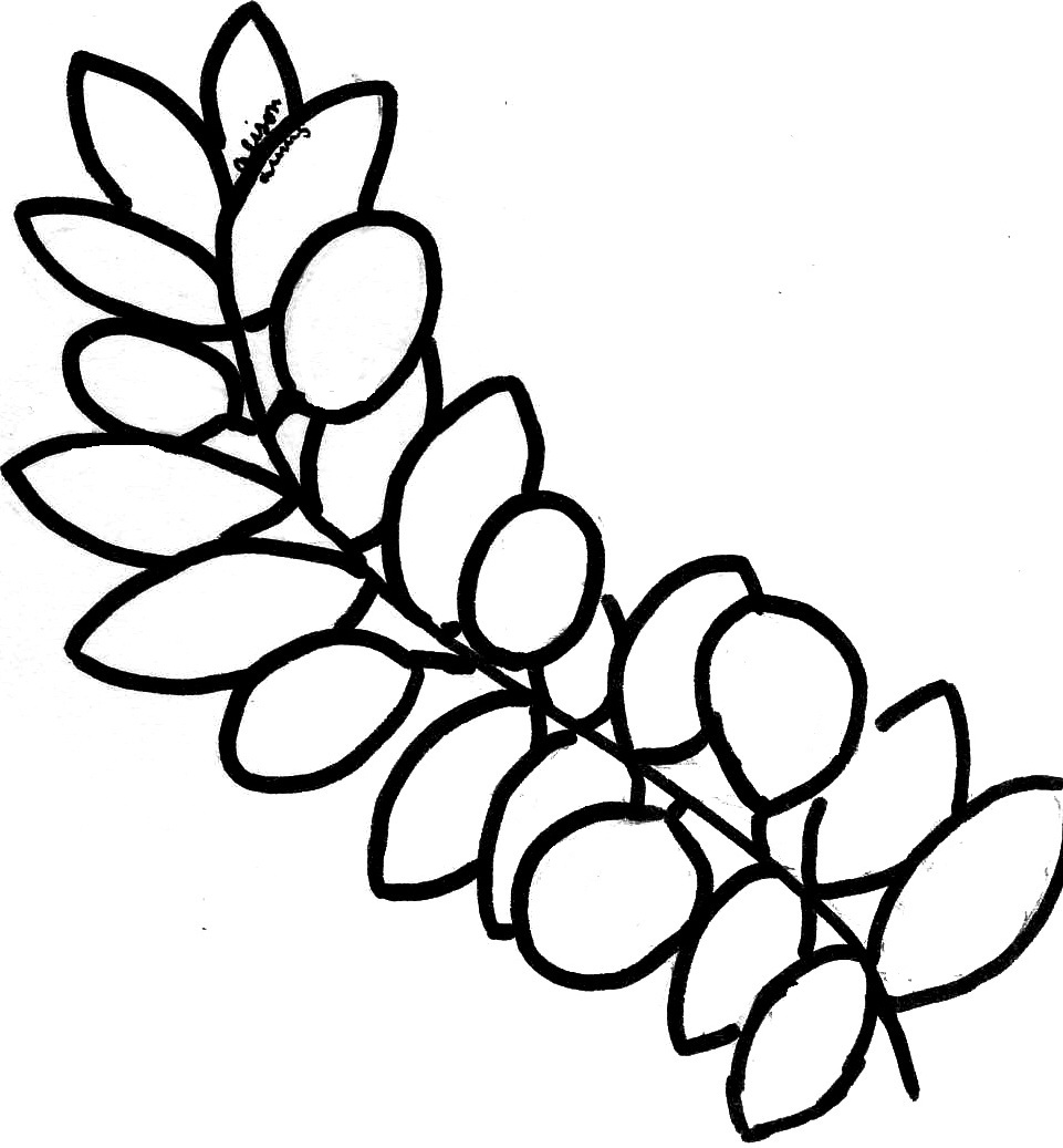 961x1037 Drawing Vine Olive For Free Download