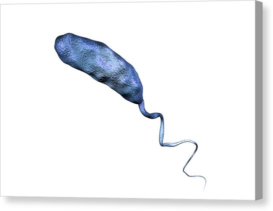 546x421 One Dimensional Canvas Prints