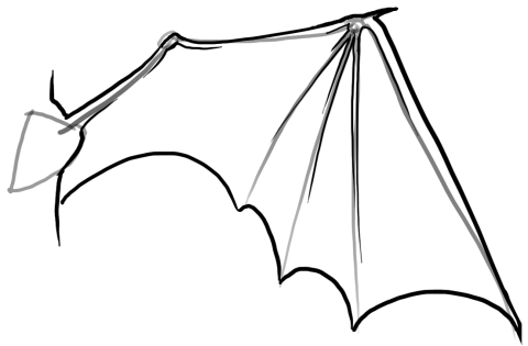 480x315 How To Draw Dragon Wings Actually, Ariana Has Tried This One