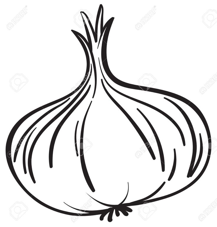 Onion Drawing