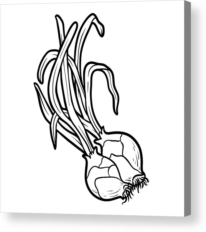 666x750 Coloring Book, Shallot Onion Acrylic Print
