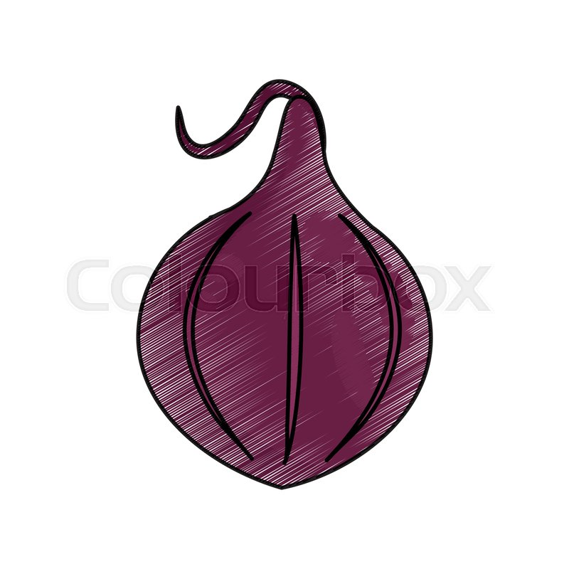 800x800 Drawing Onion Food Nutrition Vector Stock Vector Colourbox
