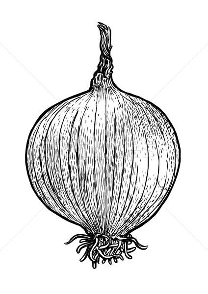 424x600 Onion, Bulb Illustration, Drawing, Engraving, Line Art, Vegetable