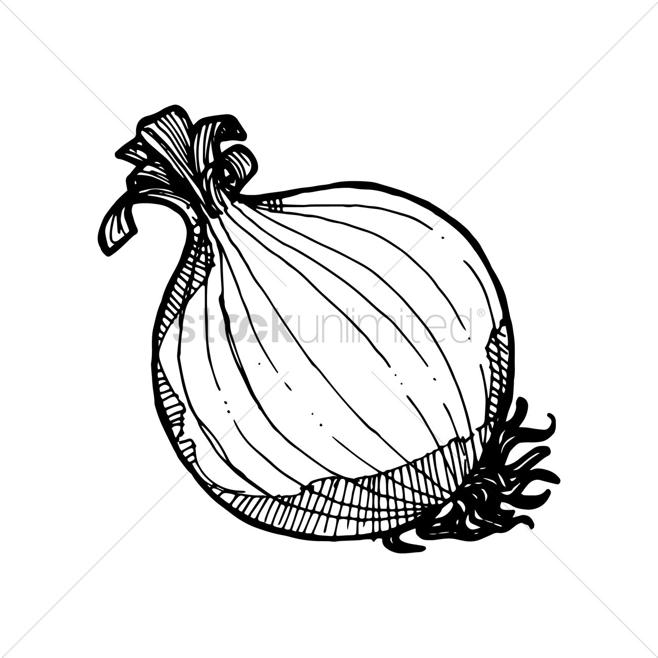 1300x1300 Onion Vector Image