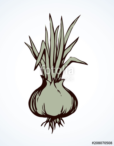 391x500 Onion Vector Drawing Stock Image And Royalty Free Vector