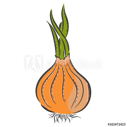 500x500 Vector Hand Drawn Illustration Isolated Onion Detailed