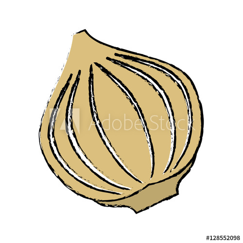 500x500 Drawing Onion Vegetable Spicy Natural Icon Vector Illustration