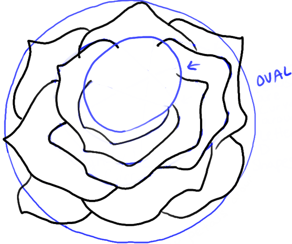 600x502 How To Draw Roses Opening In Full Bloom Step