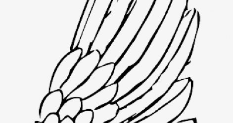 471x250 Bird Easy Wing To Draw Open Spread Line With Iydunetwork