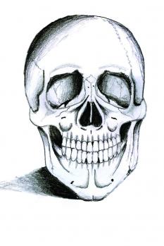 233x349 How To Draw A Skeleton Head Steps