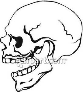 273x300 Skull Facing To The Left