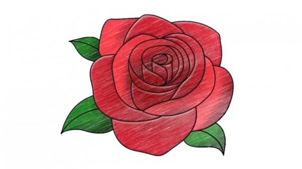 600x337 Open Rose Drawing