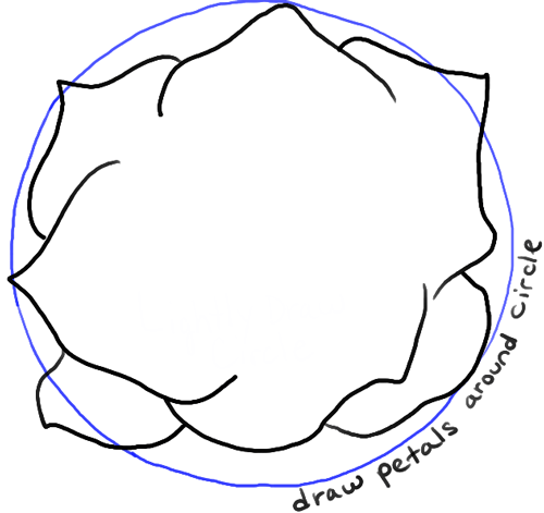 500x471 How To Draw Roses Opening In Full Bloom Step