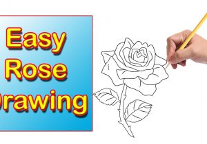 300x210 Rose Drawing Step