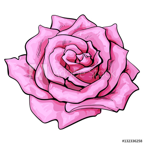 500x500 Deep Pink Rose Bud, Top View Sketch Style Vector Illustration